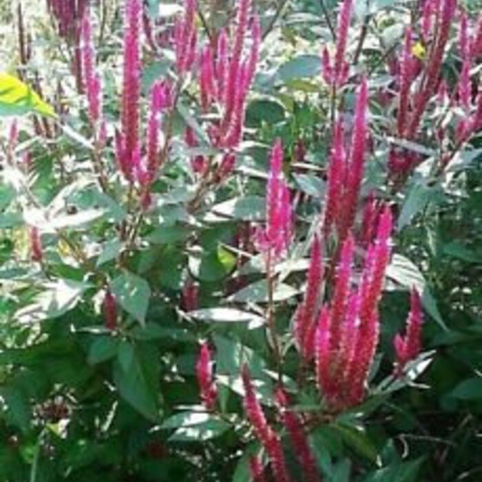 Neon Pink Candlestick Calosia Seeds