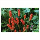 Funky Arum Italicum Marmoratum Seeds