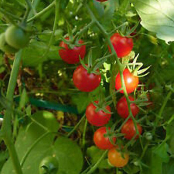 Cannonball Tomato Seeds