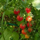 Cannonball Tomato Seeds