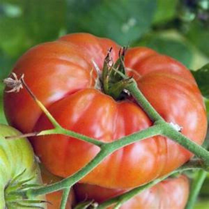 Mariannas Peace Tomato Seeds