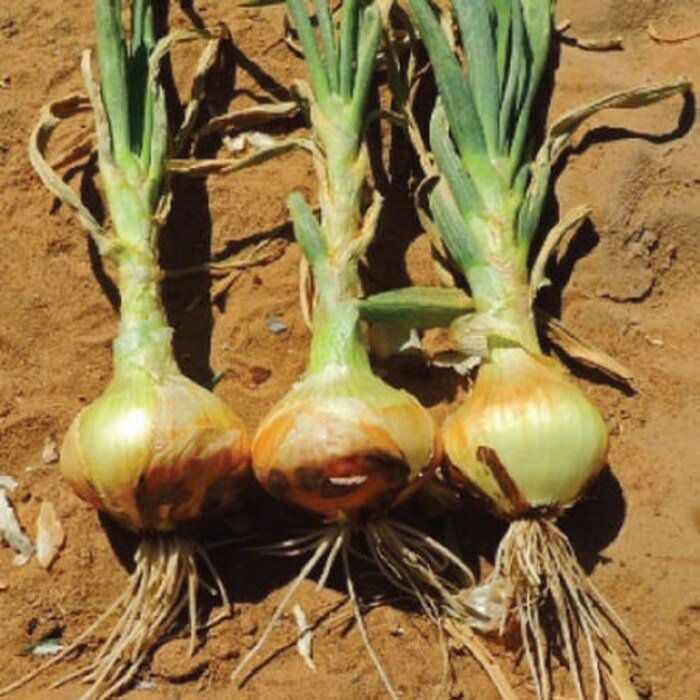 Yellow Sweet Spanish Onion Seeds