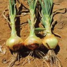 Yellow Sweet Spanish Onion Seeds