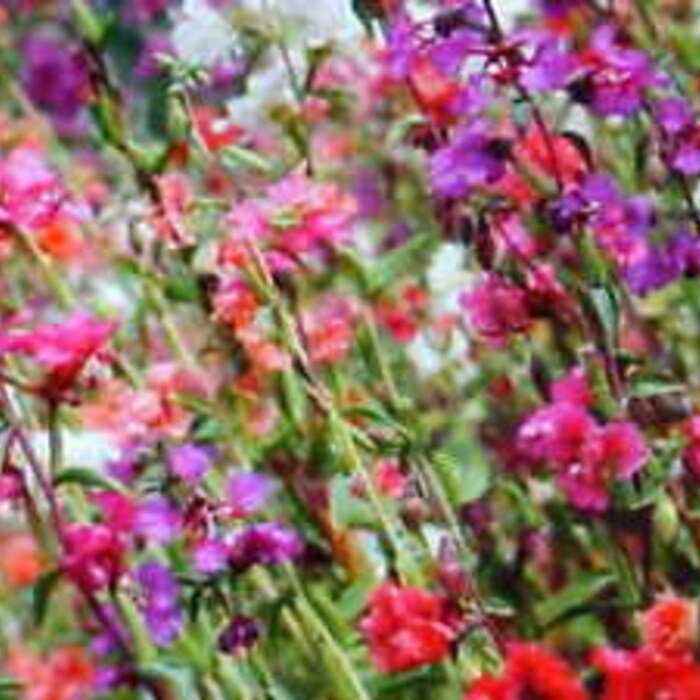 Mountain Garland Flower Seeds