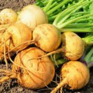 Golden Globe Turnip Seeds