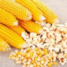 Yellow Popcorn Seeds