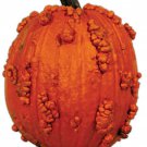 Knucklehead Pumpkin Untreated Seeds
