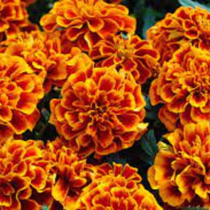 Chica Flame Marigold Seeds
