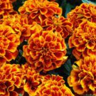 Chica Flame Marigold Seeds
