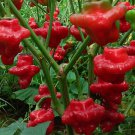 Red Hot Mushroom Pepper Seeds
