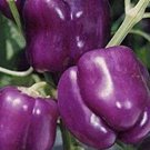 Purple Beauty Sweet Bell Pepper Seeds