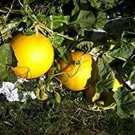 Golden Perfection Melon Seeds