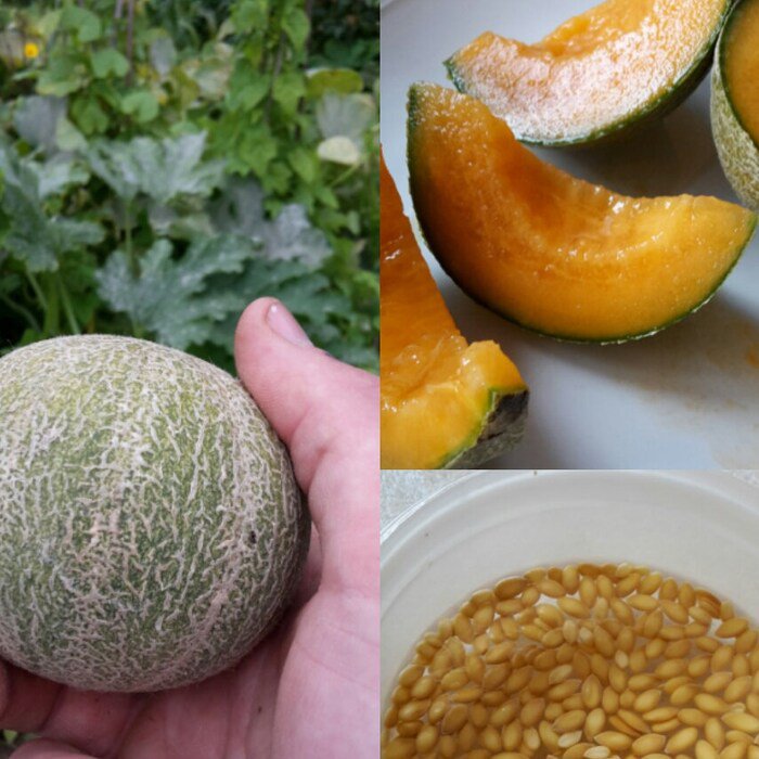Minnesota Midget Melon Seeds
