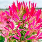 Bright Pink Cleome Seeds Spider Flower Hot Pink Color