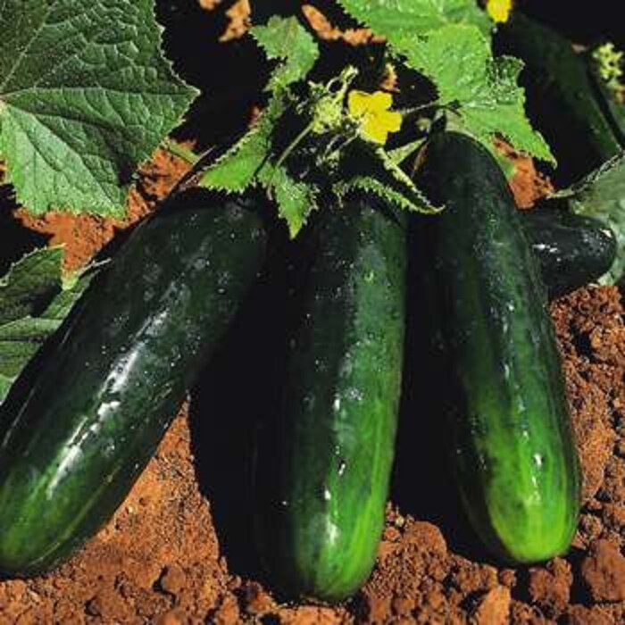 Spacemaster Cucumber Seeds