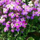 Beautiful Virginia Stock Seeds