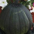 Black Knight Pumpkin Seeds