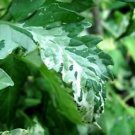 Variegate Tomato Seeds Variegate Leave