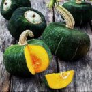 Burgress Buttercup Squash Seeds