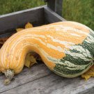 Yellow & Green Cushaw Squash Seeds 10 Seeds Limit Supply