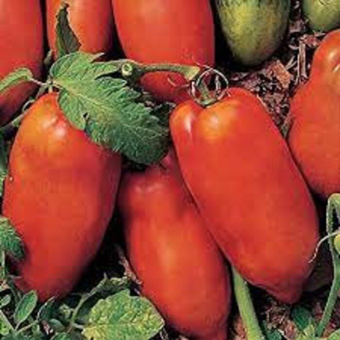 Polish Paste Tomato Seeds