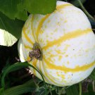 Pumpkemons Pumpkin Seeds