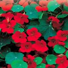 Empress Of India Nasturtium Seeds