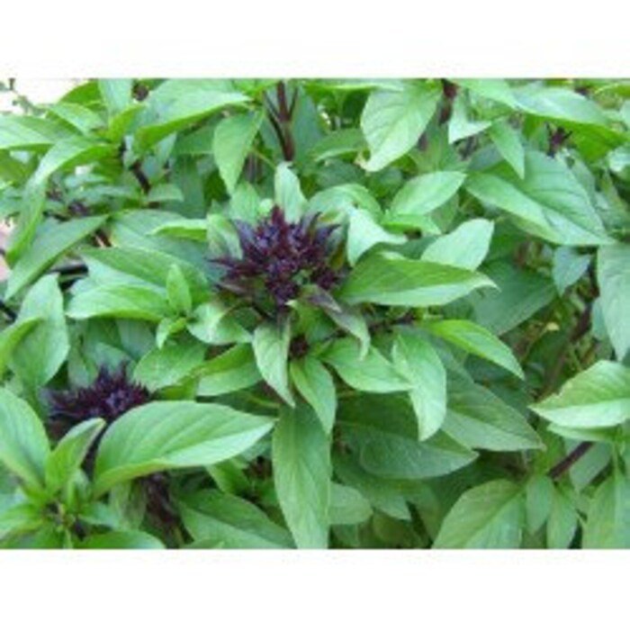 Licorice Basil Seeds