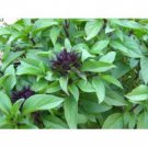 Licorice Basil Seeds