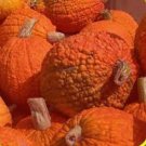 Red Warty Thing Pumpkin Seeds