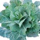 Collard Greens 200 Seeds Georgia Southern