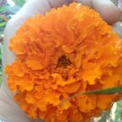 Huge Orange Hawaii Marigold 25 Seeds Flower 4 Across