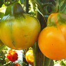 AladdinS Lamp Tomato Seeds