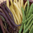 Custom Three Color Bush Bean Mix Purpleyellowgreen 25 Seeds