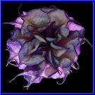 Black Currant Swirl Devil Trumpet Seeds