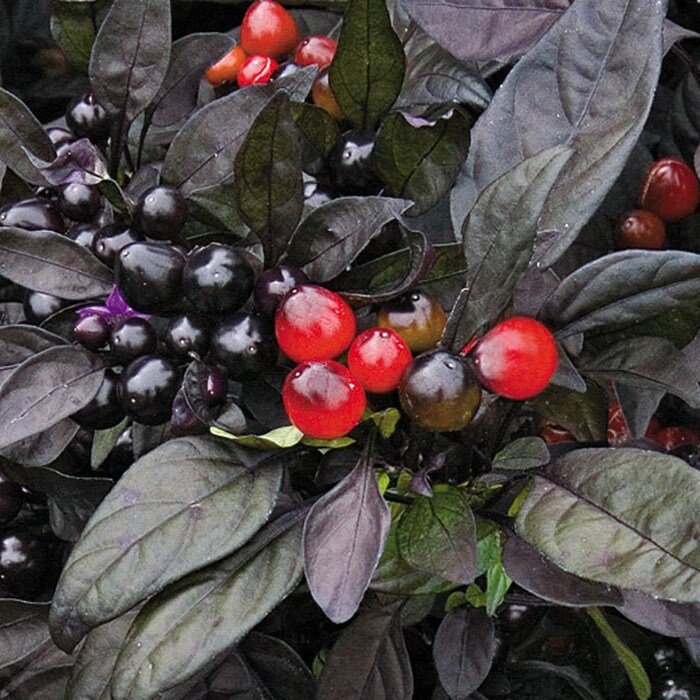 Black Pearl Pepper Seeds Very Pepper