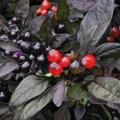 Black Pearl Pepper Seeds Very Pepper