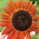 Indian Blanket Sunflower Seeds
