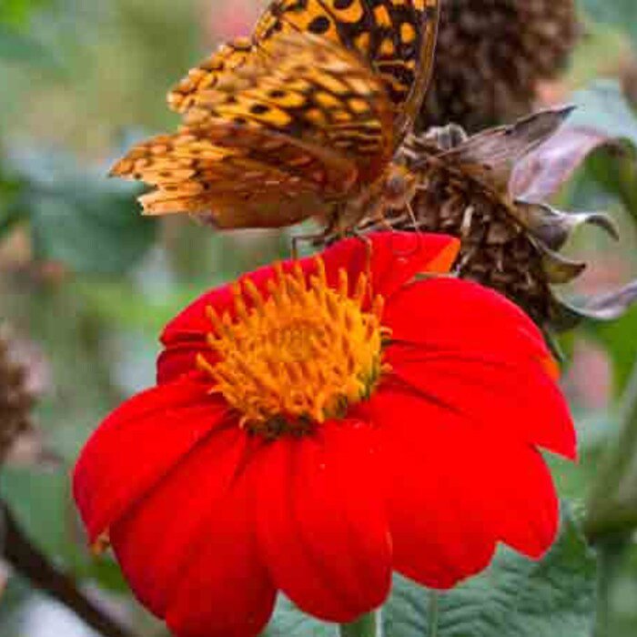 Red Torch Mexican Sunflower Seeds