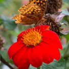 Red Torch Mexican Sunflower Seeds