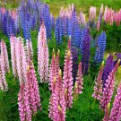Beautiful Bluepurple Perennial Lupine Seeds