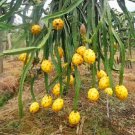 Yellow Dragon Fruit Seeds