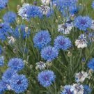 Dwarf Blue Cornflower Seeds