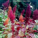Amaranth Fall Mix Custom Blend Seeds