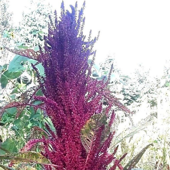 Amish Tall Boy Amaranth Seeds