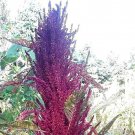 Amish Tall Boy Amaranth Seeds