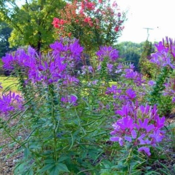 Hot Purple Spider Flower Cleome 30 Seeds Bold Bright Color