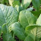 Mustard Tendergreen Seeds