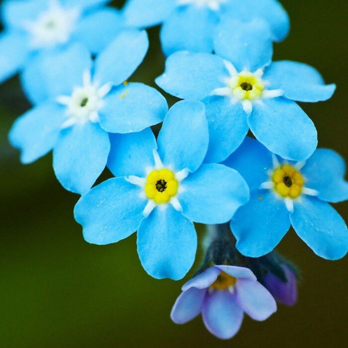 Beautiful Bright Forgetmenot Flower 30 Seeds