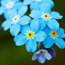 Beautiful Bright Forgetmenot Flower 30 Seeds